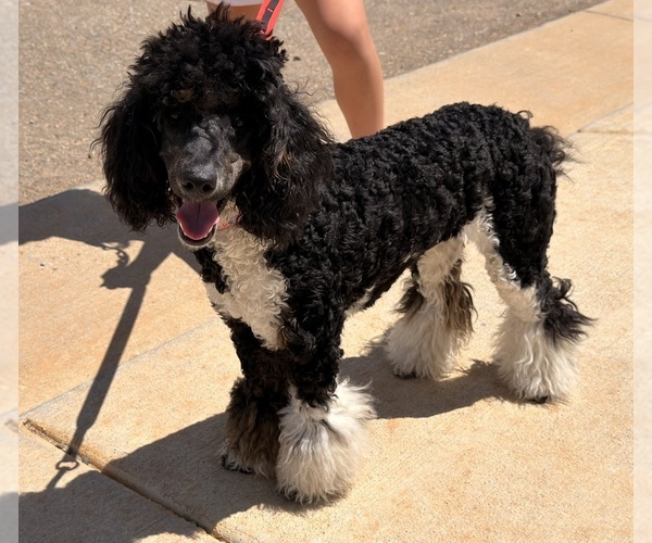 Medium Photo #8 Poodle (Standard) Puppy For Sale in FAIRVIEW, TN, USA