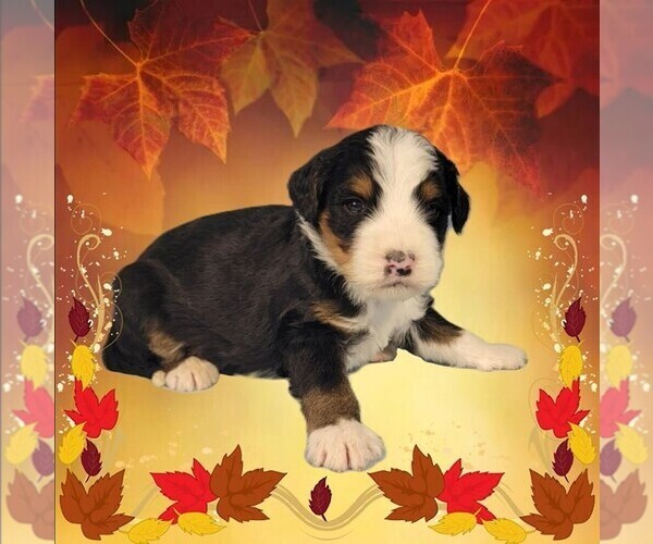 Medium Photo #7 Bernedoodle Puppy For Sale in BLACK FOREST, CO, USA
