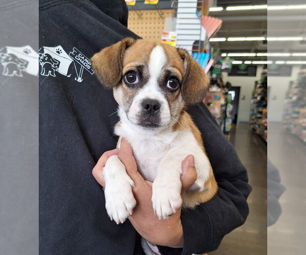 Medium Photo #2 Cheeks Puppy For Sale in House Springs, MO, USA
