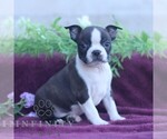 Small #2 Boston Terrier