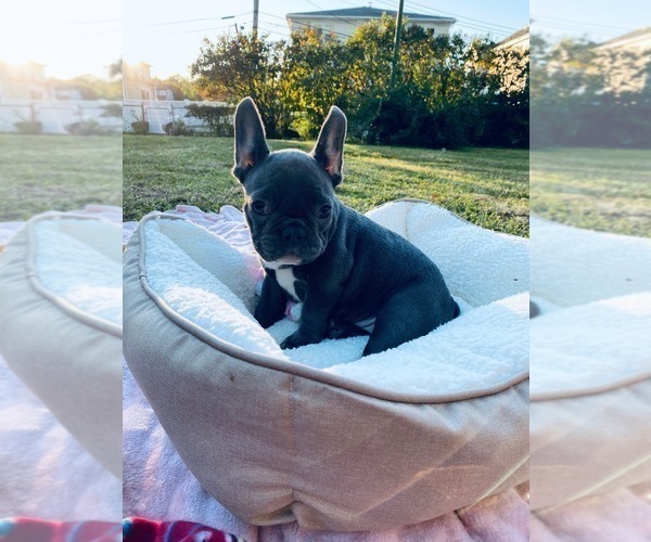 Medium Photo #1 French Bulldog Puppy For Sale in YONKERS, NY, USA