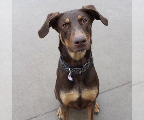 Medium Photo #5 Doberman Pinscher-Unknown Mix Puppy For Sale in Minneaoplis, MN, USA