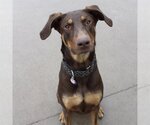 Small #4 Doberman Pinscher Mix