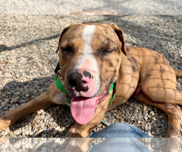 Medium Photo #2 Catahoula Leopard Dog-Unknown Mix Puppy For Sale in Sayreville, NJ, NJ, USA