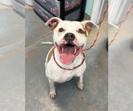 Small #2 American Pit Bull Terrier Mix