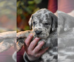 Small Photo #11 Great Dane Puppy For Sale in DANIELSON, CT, USA