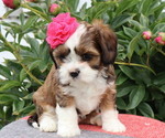 Small #1 Cava-Tzu