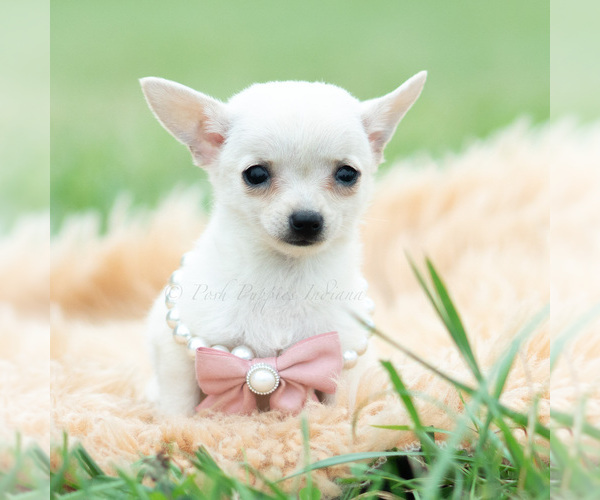 Medium Photo #1 Chihuahua Puppy For Sale in WARSAW, IN, USA