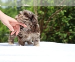 Small #4 ShihPoo