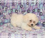 Small Photo #6 Zuchon Puppy For Sale in BLOOMINGTON, IN, USA
