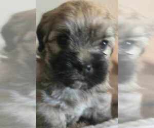 Havanese Puppy for sale in DREXEL, MO, USA
