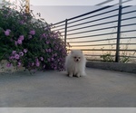 Small Photo #4 Pomeranian Puppy For Sale in BALDWIN HILLS, CA, USA