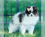 Small Photo #14 Pomeranian Puppy For Sale in WARSAW, IN, USA