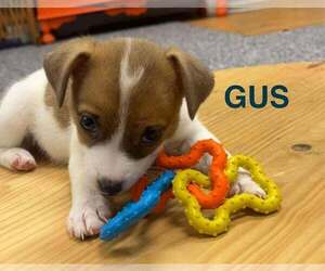 Jack Russell Terrier Dogs for adoption in Springdale, PA, USA