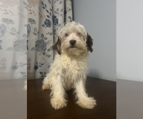 Medium Photo #29 Havanese Puppy For Sale in DURHAM, CT, USA