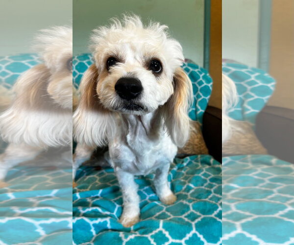 Medium Photo #3 Shih-Poo Puppy For Sale in Pacolet, SC, USA