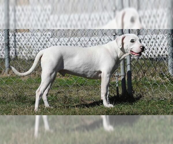 Medium Photo #6 Bulloxer Puppy For Sale in Minneapolis, MN, USA