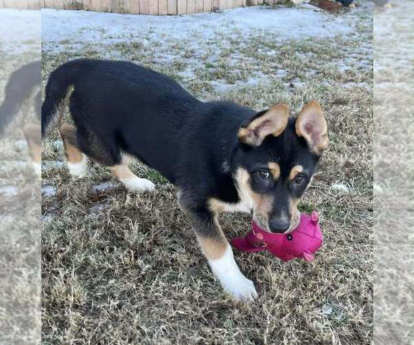 Medium Photo #7 Alaskan Malamute-Unknown Mix Puppy For Sale in Oak Bluffs, MA, USA