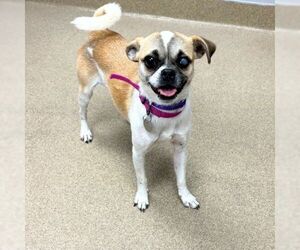 Chihuahua Dogs for adoption in Aurora, CO, USA