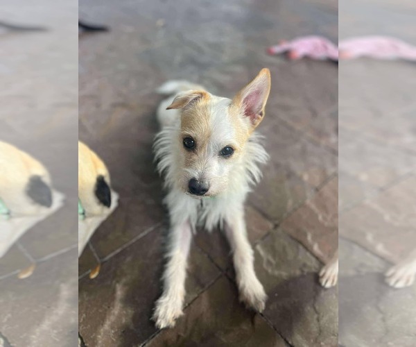 Medium Photo #8 Border Terrier-Chihuahua Mix Puppy For Sale in Princeton, MN, USA