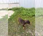 Small #2 Doberman Pinscher