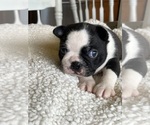 Small Photo #10 Boston Terrier Puppy For Sale in VALLEY, AL, USA