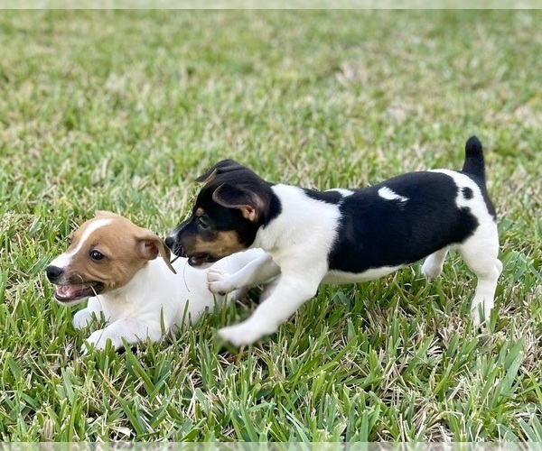 Medium Photo #15 Jack Russell Terrier Puppy For Sale in FORT PIERCE, FL, USA