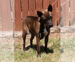 Small #2 American Pit Bull Terrier-Huskies  Mix