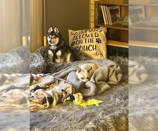 Medium Photo #5 Mutt Puppy For Sale in Minneapolis, MN, USA