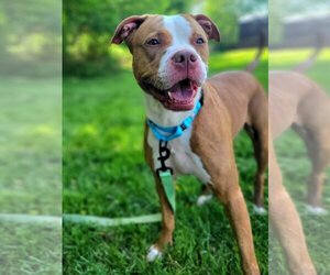 Bullboxer Pit Dogs for adoption in Millersville, MD, USA