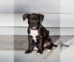 Weimaraner Puppy for sale in BURTONSVILLE, MD, USA