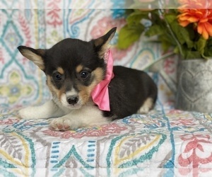 Pembroke Welsh Corgi Puppy for sale in LANCASTER, PA, USA