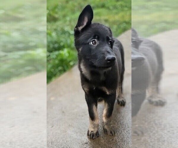 Medium Photo #15 German Shepherd Dog Puppy For Sale in PITTSBURGH, PA, USA