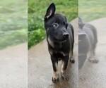 Small #14 German Shepherd Dog