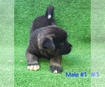 Puppy Puppy 1 Akita