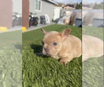 Small Photo #30 French Bulldog Puppy For Sale in MENLO PARK, CA, USA
