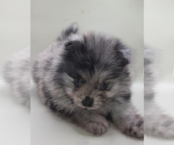 Medium Photo #1 Pomeranian Puppy For Sale in PORTLAND, ME, USA