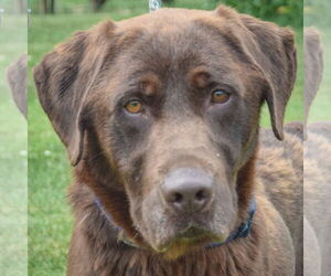 - Mix Dogs for adoption in Huntley, IL, USA