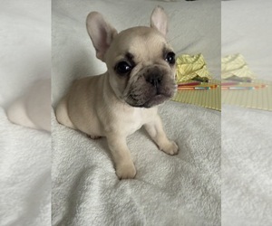 French Bulldog Puppy for sale in OPP, AL, USA