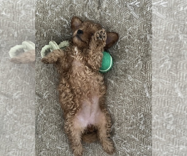 Medium Photo #2 YorkiePoo Puppy For Sale in PORT SAINT LUCIE, FL, USA