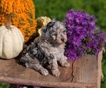 Small #2 Poodle (Toy)