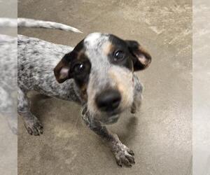 Mutt Dogs for adoption in Waterford, VA, USA