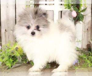 Pomeranian Puppy for sale in MOUNT VERNON, OH, USA