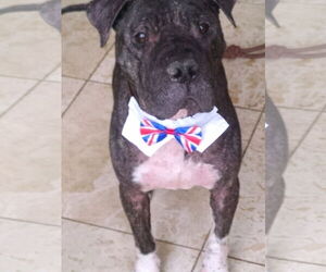 CHAMPION - Male American Bulldog-Chinese Shar-Pei Mix Dog for Adoption - Photo #3