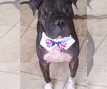Small #2 American Bulldog-Chinese Shar-Pei Mix
