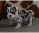 Small #3 English Bulldog