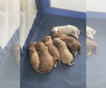 Small Cavapoo (Standard)
