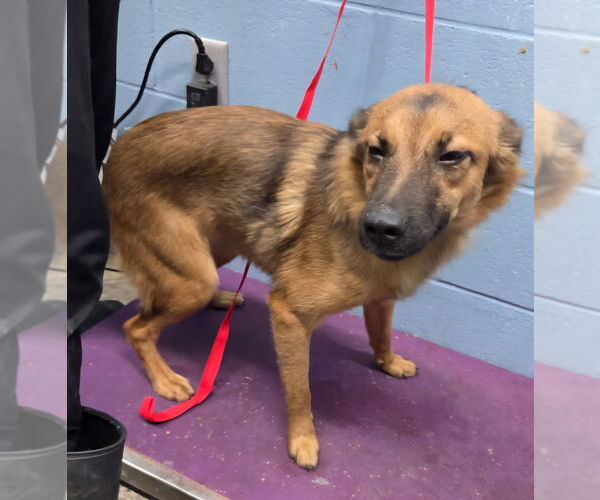 Medium Photo #2 Australian Shepherd-pomeranian spitz Mix Puppy For Sale in Evansville, IN, USA