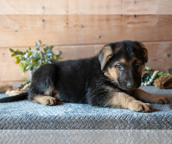 Medium Photo #3 German Shepherd Dog Puppy For Sale in GORDONVILLE, PA, USA