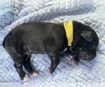 Puppy Yellow Collar Cane Corso